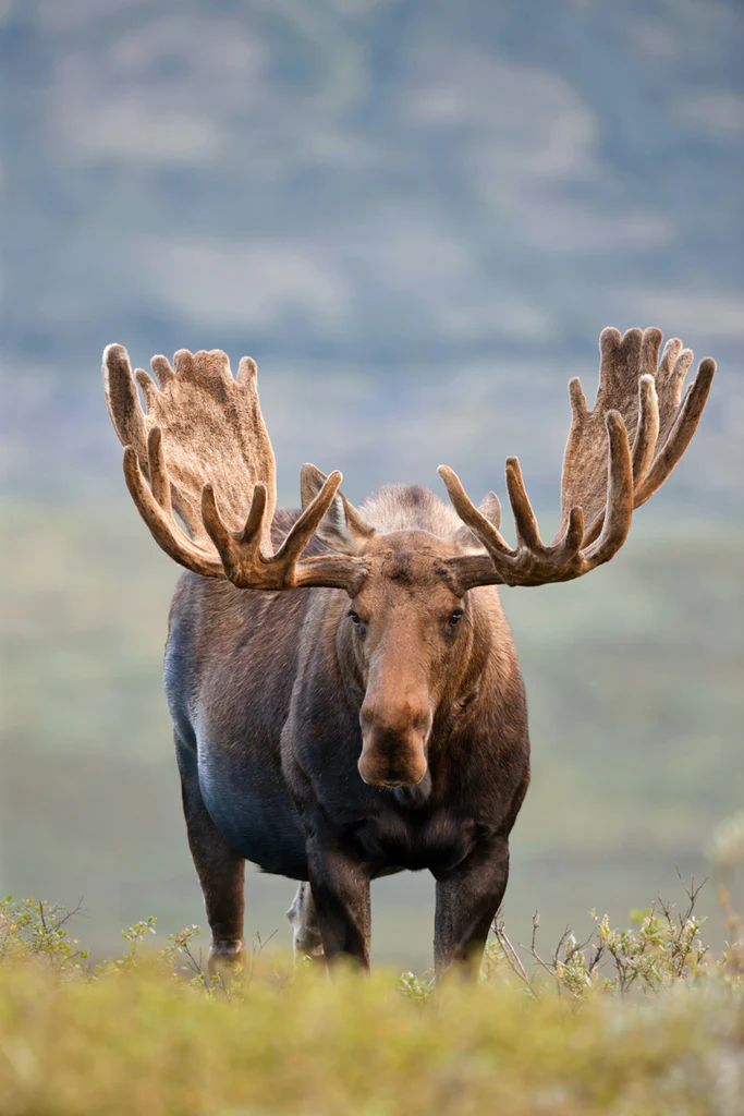 Ester Alaska boreal community