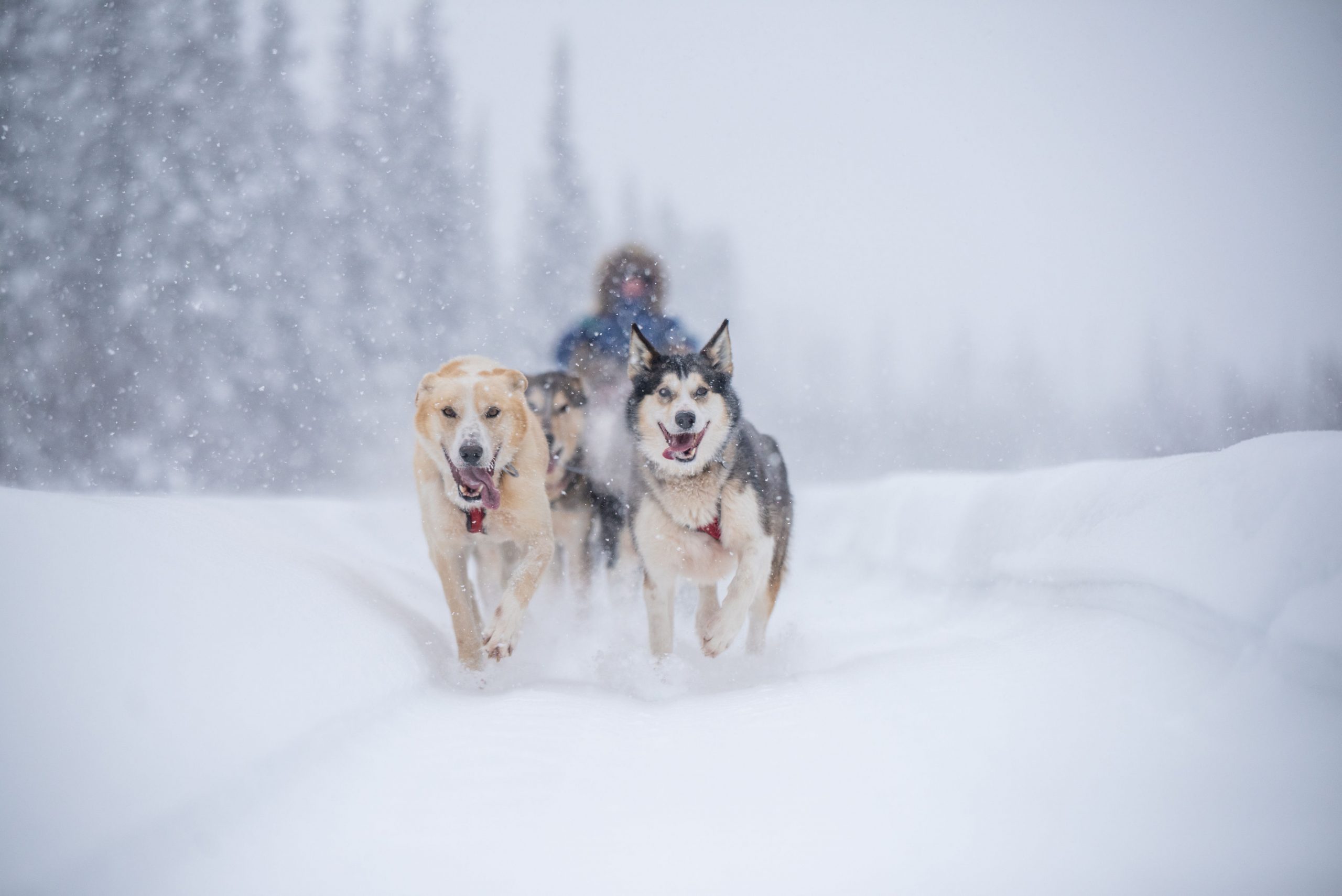 Dog mushing